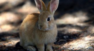 Картинка по теме - как стричь кролика