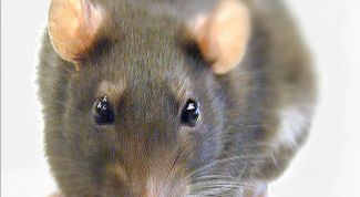 Картинка по теме - как избавиться от мышей в квартире