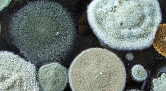 Картинка по теме - как вывести плесень