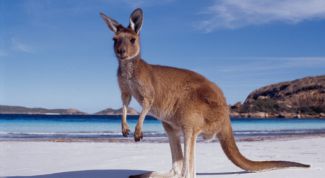 Картинка по теме - как долететь до австралии