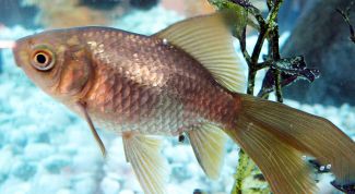 Картинка по теме - как склеить аквариум