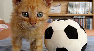 Картинка по теме - как дрессировать кошку