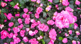 Картинка по теме - как посадить розу