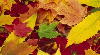 Картинка по теме - как нарисовать лист