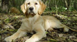 Картинка по теме - как уговорить купить собаку