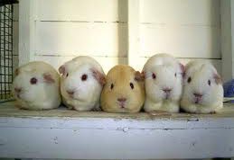 Картинка по теме - как различать хомяков