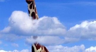 Картинка по теме - как нарисовать жирафу