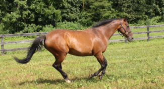 Картинка по теме - как назвать коня