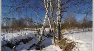 Картинка по теме - как фотографировать зимой