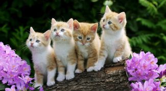 Картинка по теме - как отличить котят