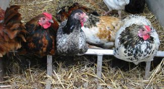 Картинка по теме - как сделать курятник