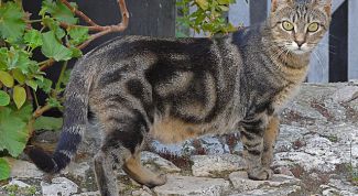 Картинка по теме - как узнать, что кошка беременна