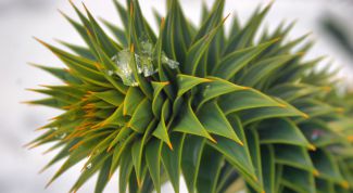 Картинка по теме - как сделать фотографию четкой в фотошопе