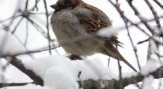 Картинка по теме - как нарисовать воробья