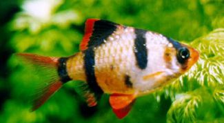 Картинка по теме - как нарисовать рыбу