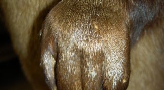 Картинка по теме - как сделать лапы для костюма