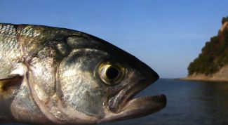 Картинка по теме - как выбрать рыбу