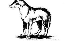 Картинка по теме - как рисовать волка карандашом