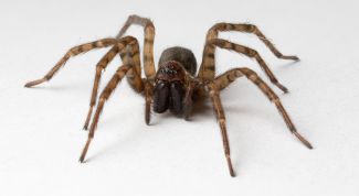 Картинка по теме - как сделать паука