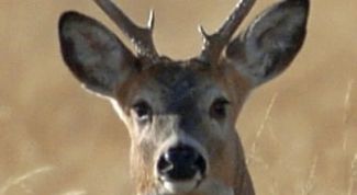 Картинка по теме - как сделать оленя