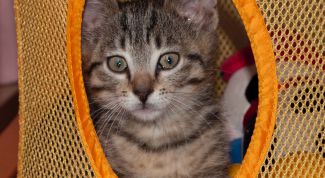 Картинка по теме - как стричь кошку