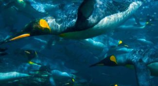 Картинка по теме - как сделать пингвина