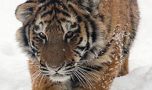 Картинка по теме - как нарисовать тигра карандашом