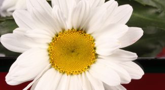 Картинка по теме - как связать цветы крючком