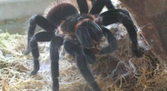 Картинка по теме - как нарисовать паука карандашом