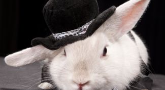 Картинка по теме - как сделать ушки зайца
