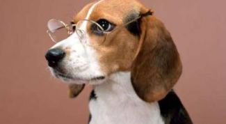 Картинка по теме - как назвать собаку девочку