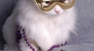 Картинка по теме - как сделать костюм кота