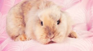 Картинка по теме - как назвать кролика-мальчика