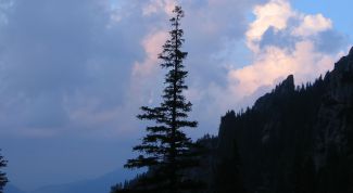 Картинка по теме - как рисовать елки карандашом