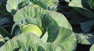 Картинка по теме - как посадить капусту