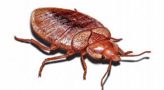 Картинка по теме - как уничтожить клопов в квартире