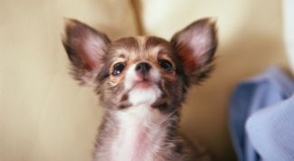 Картинка по теме - как ставить укол собаке