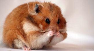Картинка по теме - как узнать, что хомячок-девочка беременна