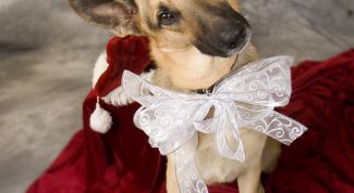 Картинка по теме - как уговорить маму купить собаку