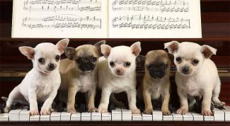 Картинка по теме - как сыграть собачий вальс на пианино