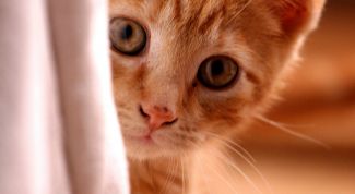 Картинка по теме - как успокоить котёнка