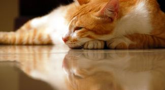 Картинка по теме - как залить пол в доме