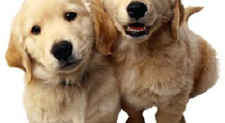 Картинка по теме - как выбрат кличку для собаки