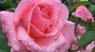 Картинка по теме - как укоренить из черенка розы