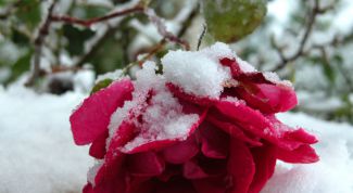 Картинка по теме - как укрывать розы