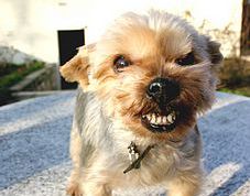 Картинка по теме - как почистить собаке зубы