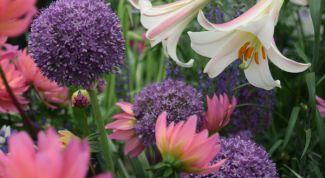 Картинка по теме - как фотографировать сады