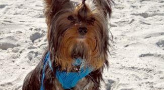 Картинка по теме - как дрессировать йорков