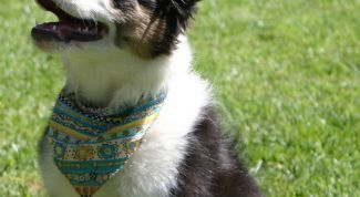 Картинка по теме - как учить собак