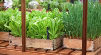 Картинка по теме - как вырастить зелень в теплице